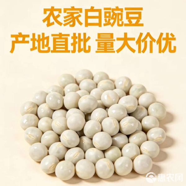纯正农家干豌豆 白豌豆批发优选，好品质鸽粮推荐