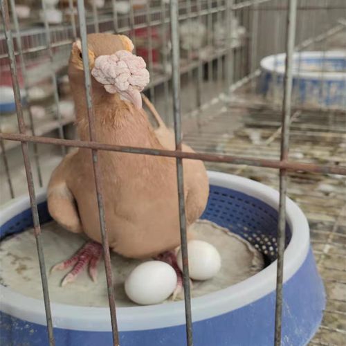 鸽中珍品 大鼻子鸽的品种特征与养殖指南