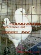 聚焦种鸽养殖 山东省嘉祥县顺发种鸽养殖场相册里的品质与匠心