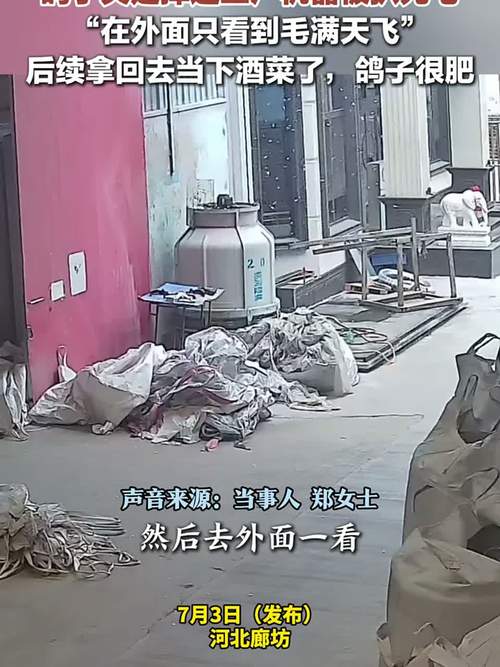 鸽子失足掉进工厂机器，前一秒真可怜，后一秒真香！